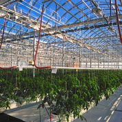 lufa-farms%20%2886%20of%20583%29