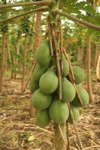 Big Island papayas