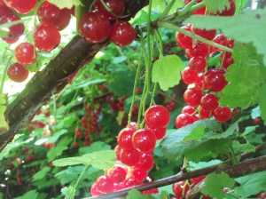 red currant bush