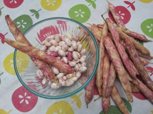 Fresh romano beans