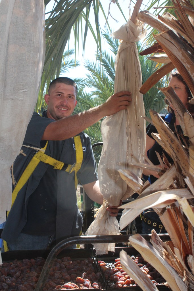 Jose emptying cloth-covered date bunches