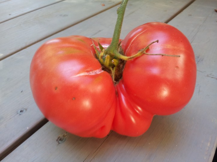 Mighty Brandywine 2013