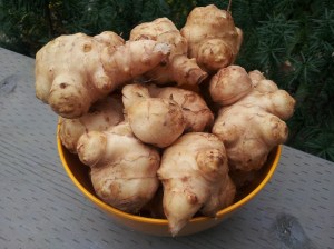 home-grown Jerusalem artichokes