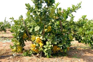 California Buddha's Hand tree