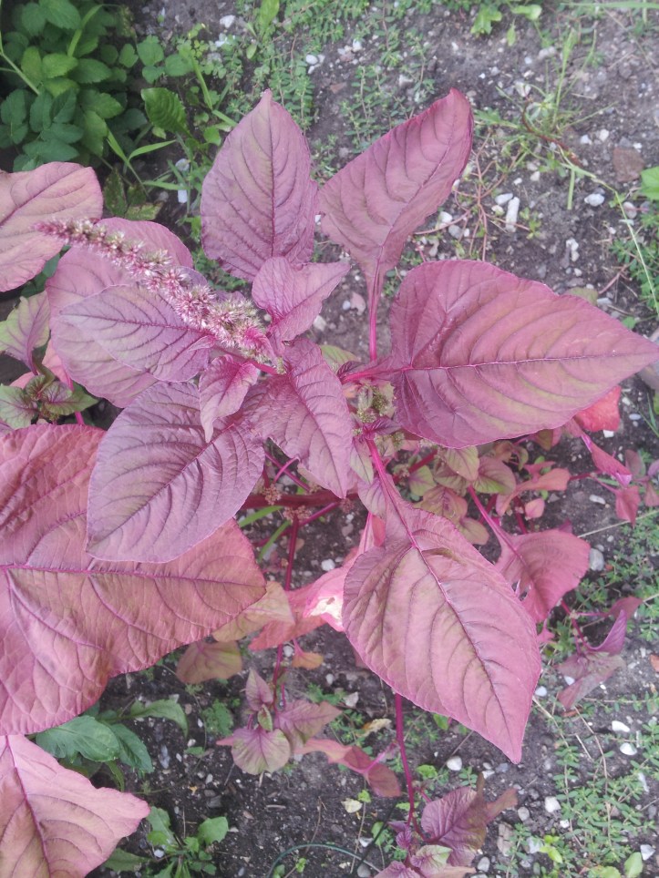 my purple amaranth