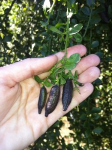 finger limes on tree