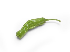 shishito pepper 