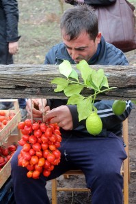 Braiding piennolo tomatoes
