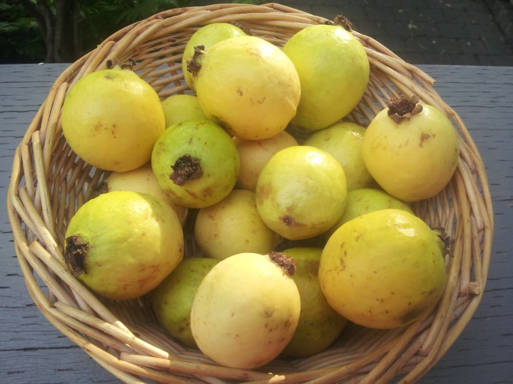 ripe and fragrant Mexican guavas