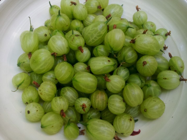 green gooseberries