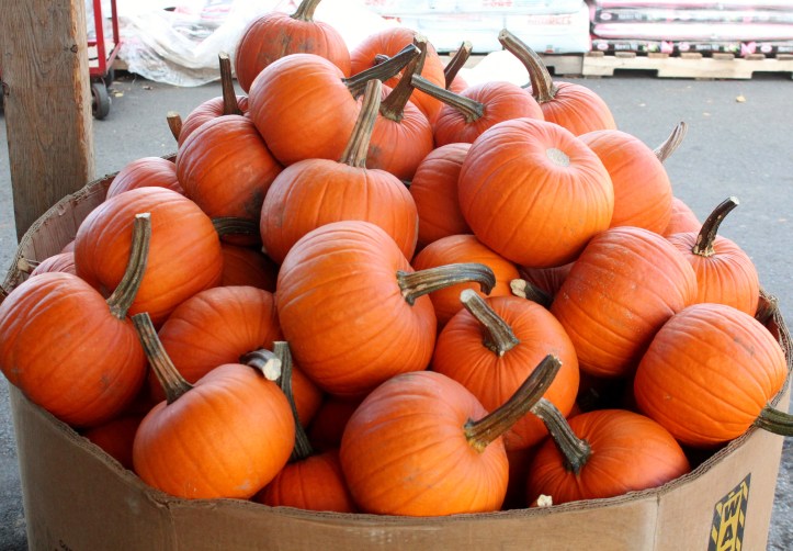 pie pumpkins