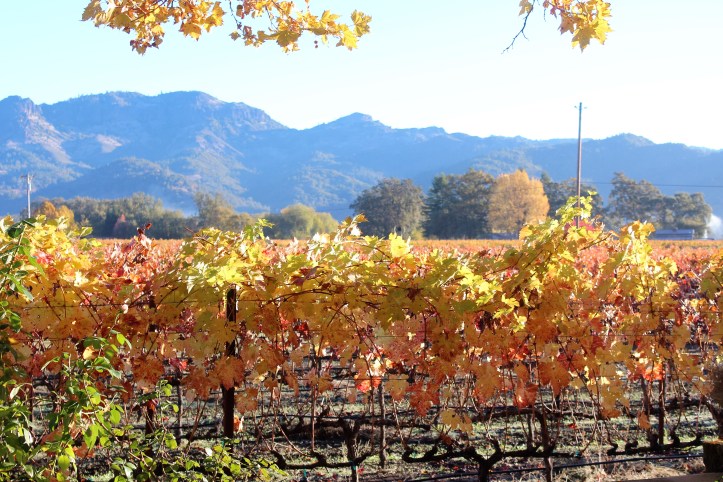 Napa Valley fall