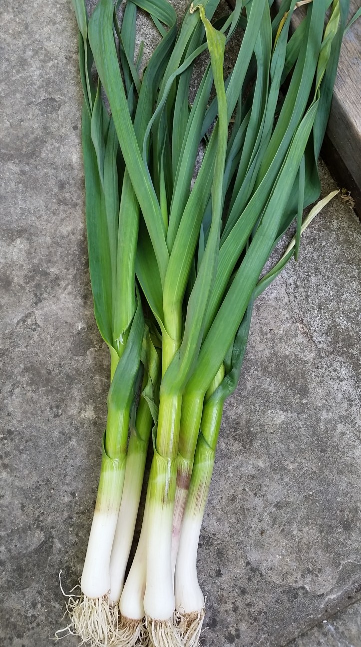 Green garlic