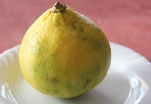 bergamot