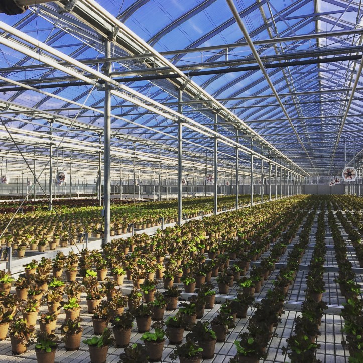 Greenbelt Microgreens organic lettuce